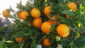 naranja chajari